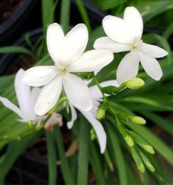 White Woodland Painted Petals, White Flowering Grass, Freesia laxa 'Alba', Anomatheca laxa, A. cruenta, Lapeirousia laxa